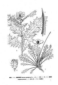 刺罌粟 刺罌粟