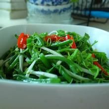 爽口南瓜藤 爽口南瓜藤