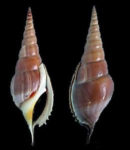 黃口長鼻螺 黃口長鼻螺