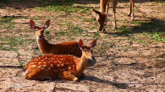 自然地理 - 九龍山自然保護區