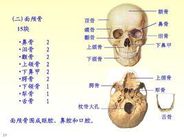 面顱骨