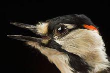 最後的珍稀物種