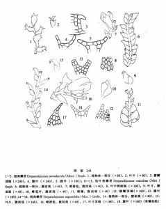 細角鱗苔 細角鱗苔