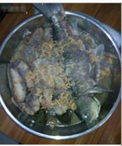 蝦醬蒸鯪魚 蝦醬蒸鯪魚