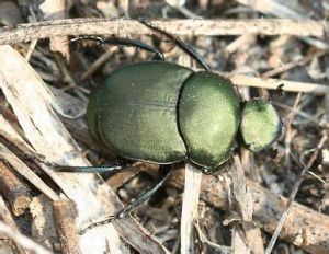 大草原蜣螂 大草原蜣螂