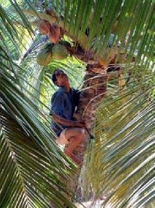 椰子安全工程師