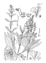 囊距香茶菜組 囊距香茶菜組