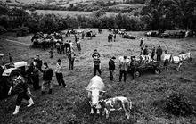 吉普賽人生存方式