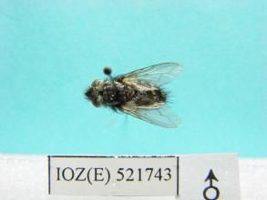 天幕毛蟲抱寄蠅 天幕毛蟲抱寄蠅