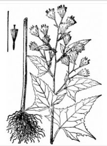 矢鏃葉蟹甲草 矢鏃葉蟹甲草