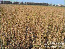 中黃46成熟期田間圖片