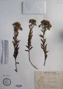 玉山紫菀 玉山紫菀