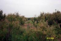 黃河紅柳生態觀光園 黃河紅柳生態觀光園