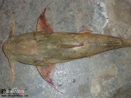 坦克鴨嘴魚 坦克鴨嘴魚