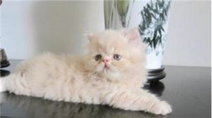 乳黃色和白色貓