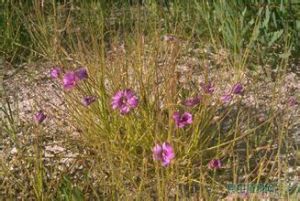 腺毛草科 腺毛草科