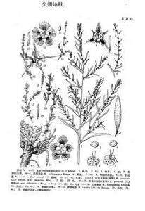 尖翅地膚 尖翅地膚