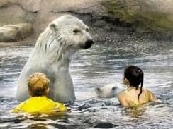 北極熊保育組織