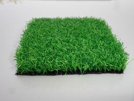 百慕達草 百慕達草