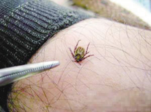 龜形花蜱 龜形花蜱