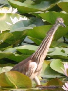 古鴿擔心遭遇天敵河蟹，準備逃離時的情景。