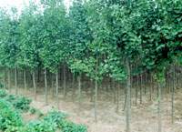 郯城新村銀杏園