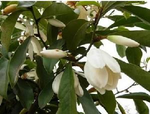 晚春含笑[含笑屬植物]