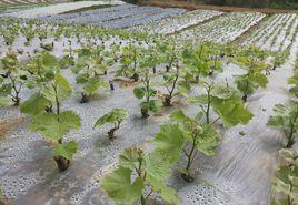 紅提葡萄苗 紅提葡萄苗