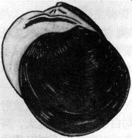 薄片鏡蛤 薄片鏡蛤