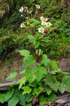 匐枝銀蓮花 匐枝銀蓮花