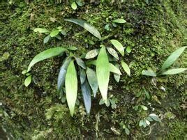 柳羽鳳丫蕨 （變種）