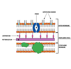 革蘭陰性桿菌 革蘭陰性桿菌