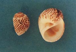 棕色玉螺 棕色玉螺