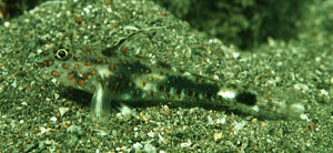 下斑植鰕虎 下斑植鰕虎