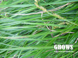 柄果薹草 柄果薹草