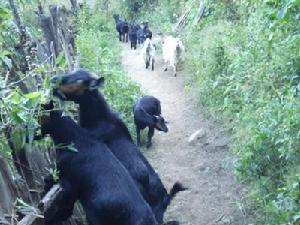 局旺自然村 局旺自然村