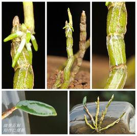 細莖石斛 細莖石斛