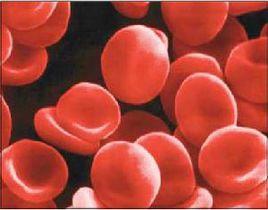 平均紅細胞體積