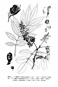 菱莢紅豆 菱莢紅豆