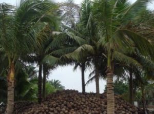 春暉椰子加工觀光基地 春暉椰子加工觀光基地