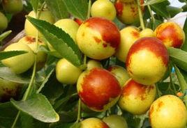 廟上冬棗 廟上冬棗