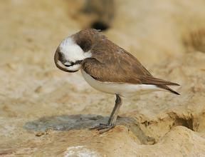 環頸行鳥 環頸行鳥
