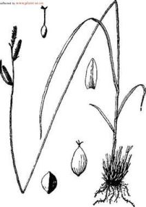 長鱗苔草 長鱗苔草