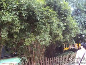 畔溪名都 畔溪名都