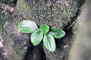 （圖）野生紫羅蘭