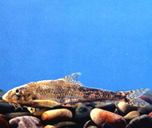 南方鰍鮀 南方鰍鮀