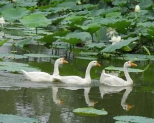 蓮花白鵝 蓮花白鵝