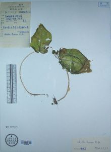 鉤序唇柱苣苔 鉤序唇柱苣苔