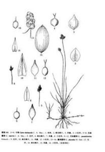 薩嘎薹草 薩嘎薹草