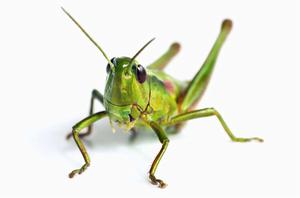 蝗蟲[直翅目蝗科動物的統稱]